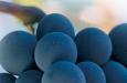Las uvas - labruscas y muscadines (NOTICIA)
